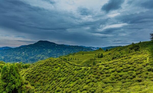 Tabakoshi to Darjeeling distance, River valley homestay tabakoshi, homestay in tabakoshi